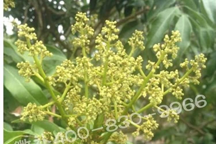 荔枝如何进行控梢促花