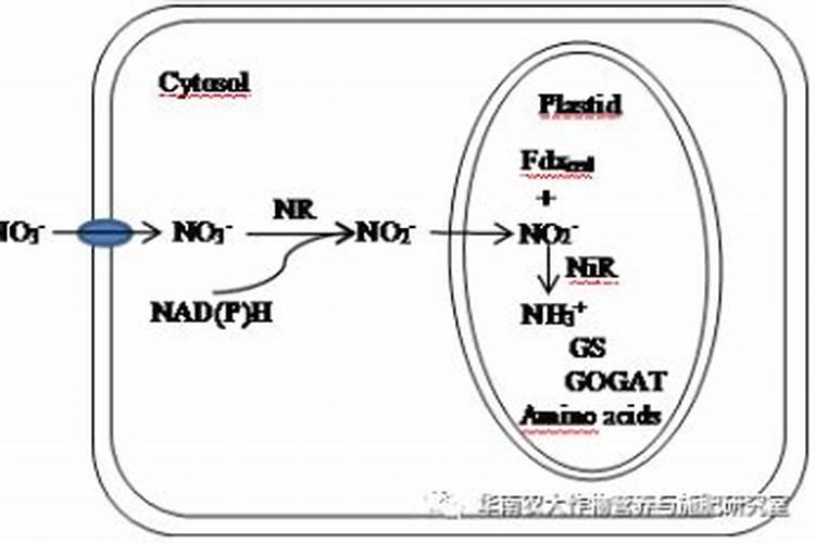铵态氮肥特点及作用