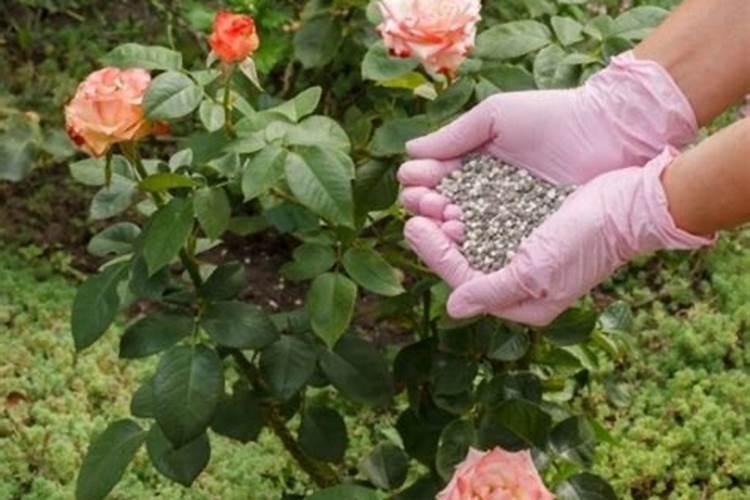 月季花可以用磷酸二氢钾肥吗(盆栽月季施什么肥最好)