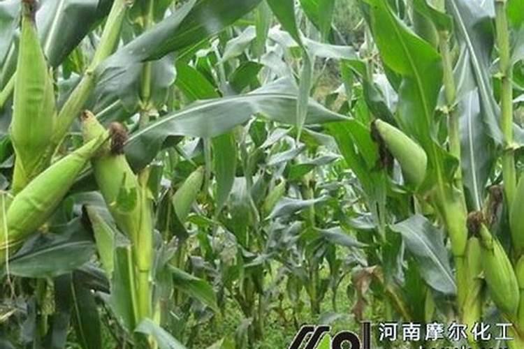 槟榔施什么肥结果多 槟榔施什么肥才能结果多
