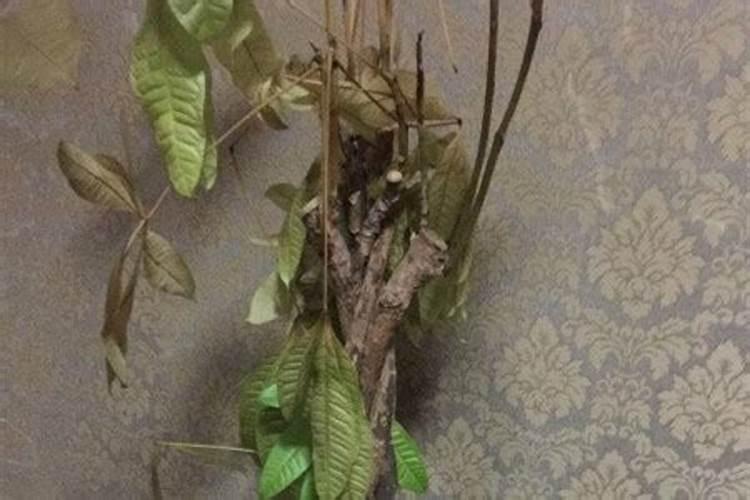 死的花草如何做肥料 似的花草做肥料讲解