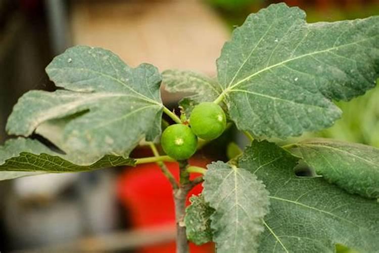 无花果怎么栽种？无花果种植与管理方法
