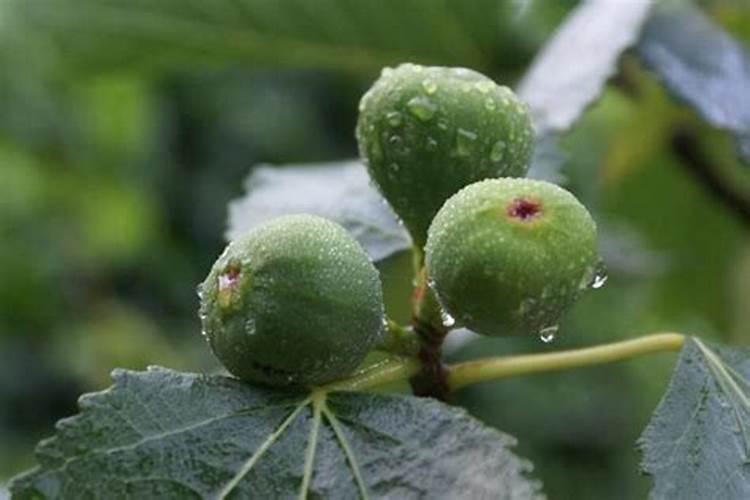 无花果树施什么肥合适