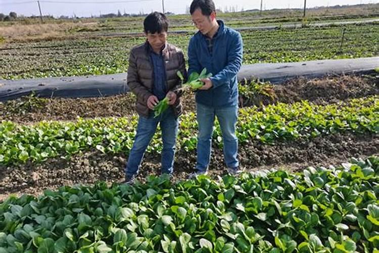 上海青菜用什么肥料好尤其夏天烂挨地的部分怎么治