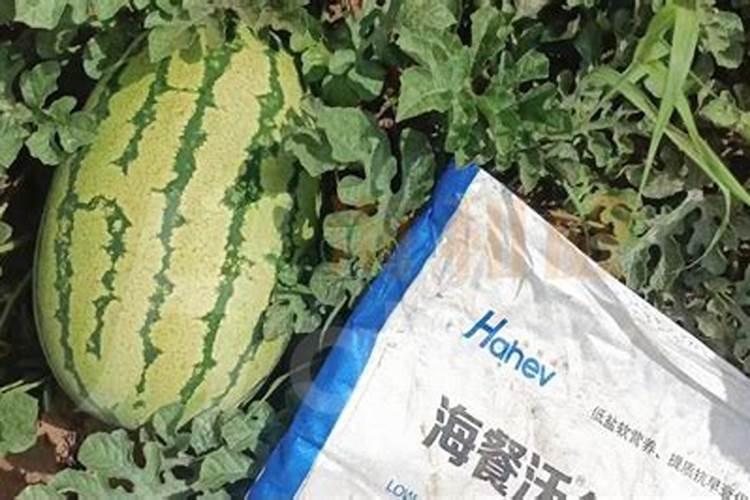 国产最好的水溶肥牌子