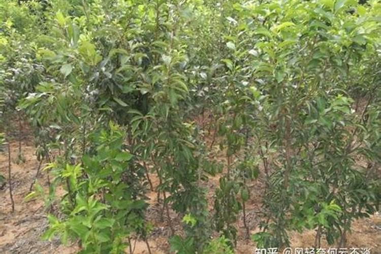 李子树苗的种植方法是什么 如何科学管理李子树苗