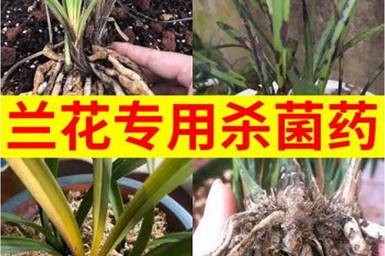 兰花黑斑病用什么药最好