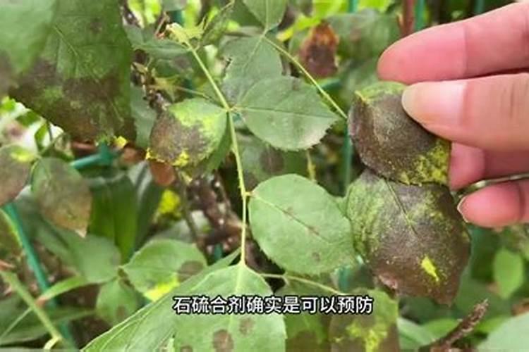 如何防治榆叶梅黑斑病