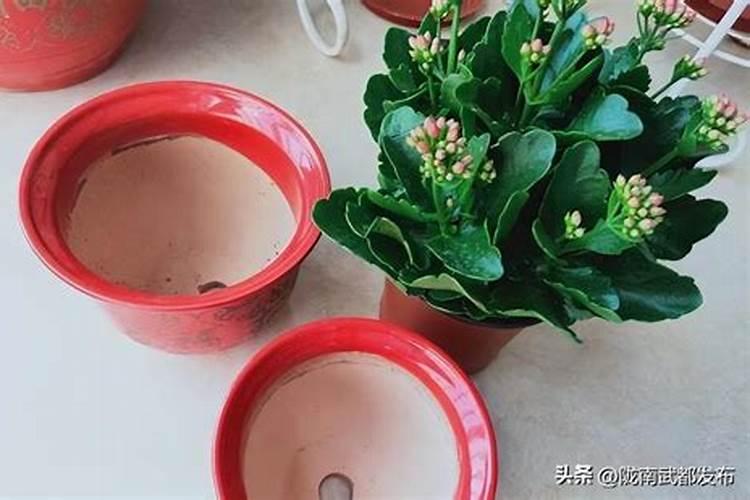 花刚种下去可以施肥吗