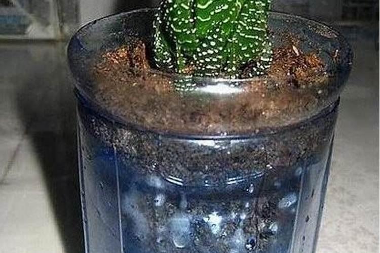 花卉移盆能立马施肥不？这些点千万要注意