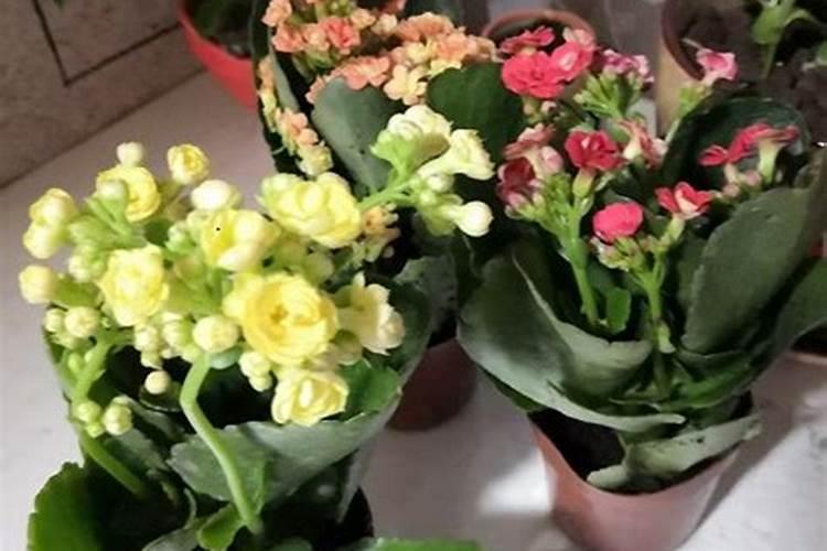 花卉移盆后多久施肥
