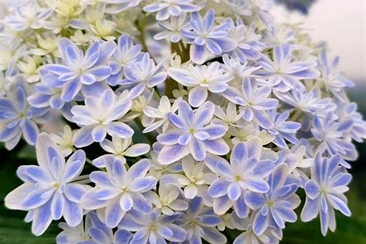 花卉移盆能立马施肥不