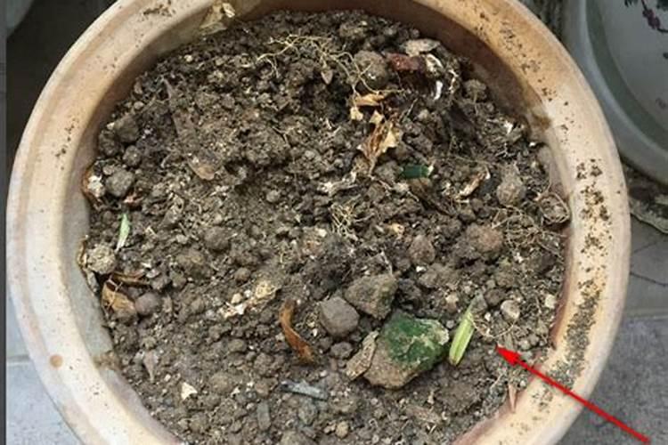 花刚种下去可以施肥吗