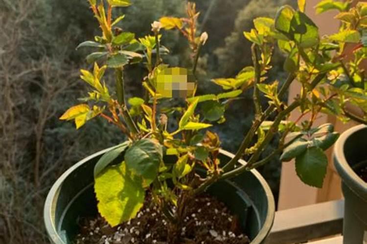 春天如何给月季浇水施肥