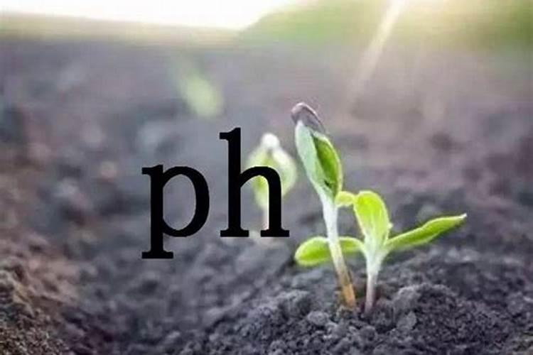 磷肥为什么不能和碱性物质混用