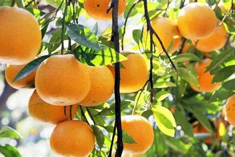 果树春天施什么肥料最好