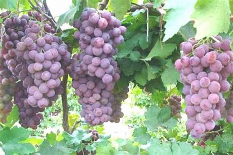 请问南瓜膨瓜期施什么肥料好？