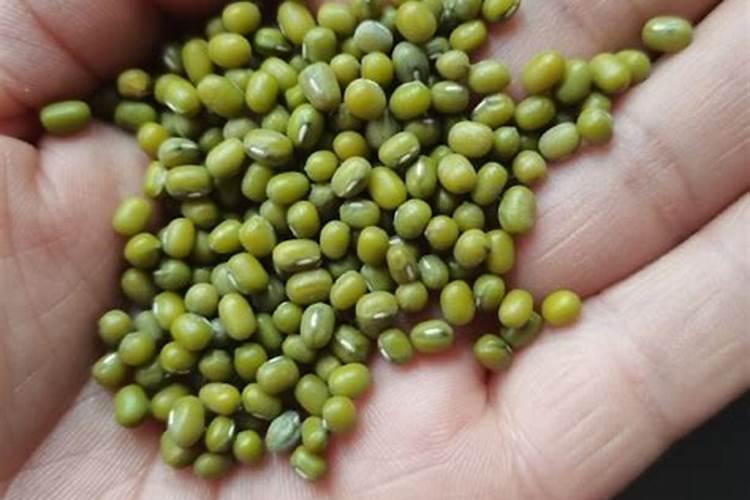 绿豆喜欢什么肥料