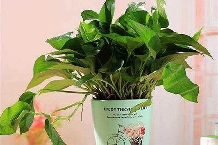 绿萝花肥用什么合适 肥料制作与使用方法