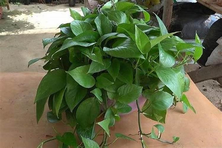 绿萝如何施肥不容易黄叶