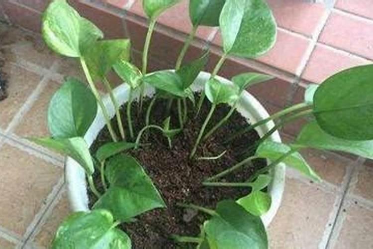 绿萝花肥用什么合适 肥料制作与使用方法