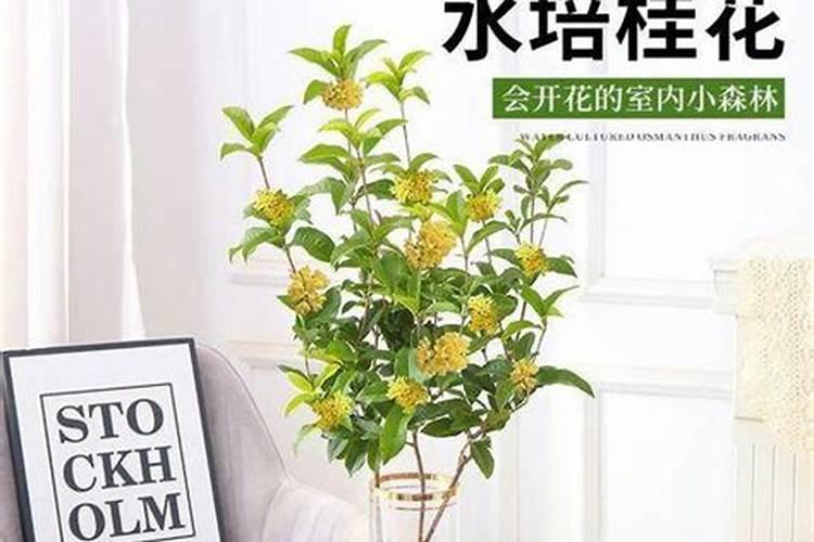 水培绿萝要施什么肥？