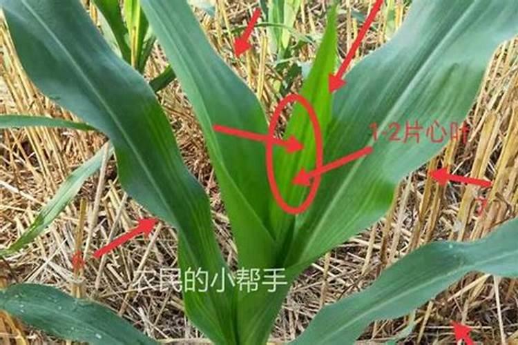 玉米叶面肥几个叶打最好？