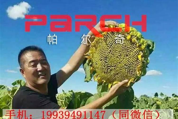 玉米烧苗后还能正常生长吗