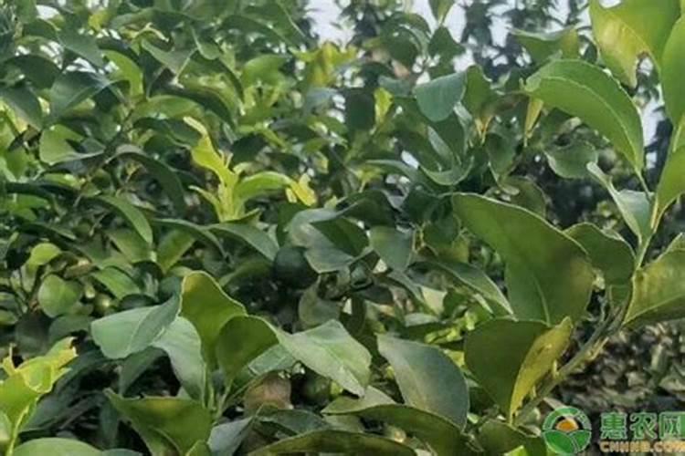 大量氮磷钾肥料产生的后果
