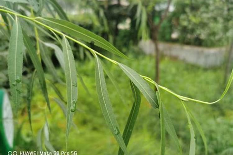 西瓜挂果后施什么肥,挂果后怎么浇水