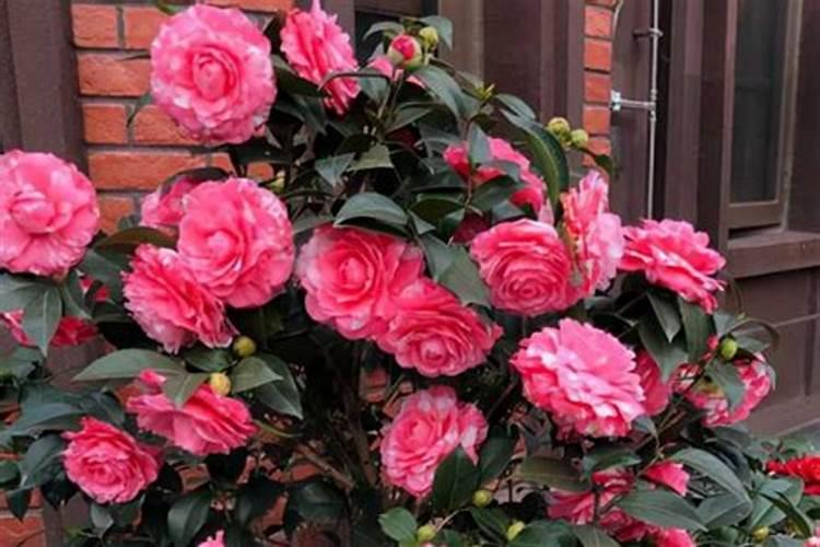 茶花花谢后怎么养护新芽狂冒