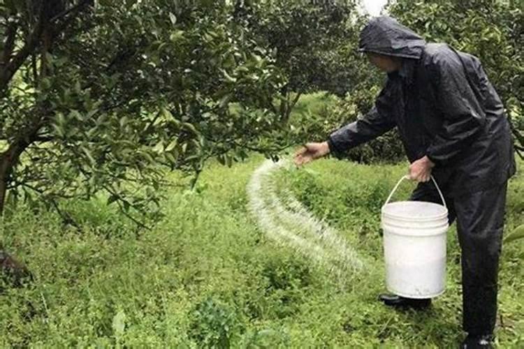 米斛种植方法