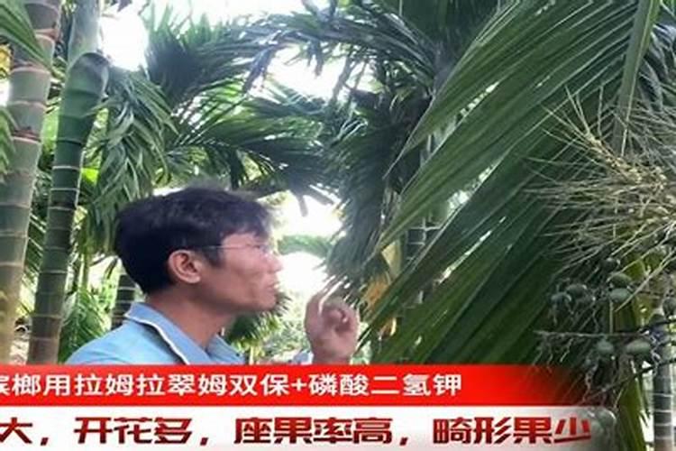 槟榔芋怎样种植