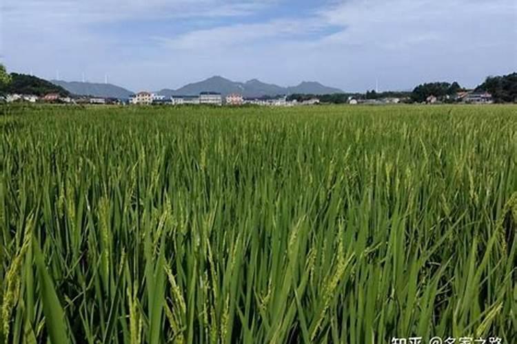 玉米控释肥多少含量的好