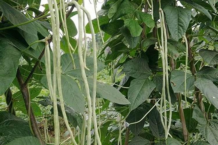 豆角施什么肥最好