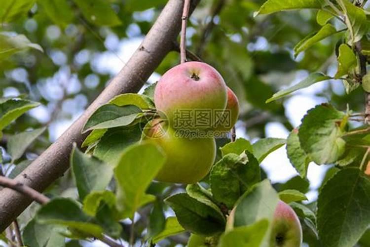 苹果树缺镁有什么症状