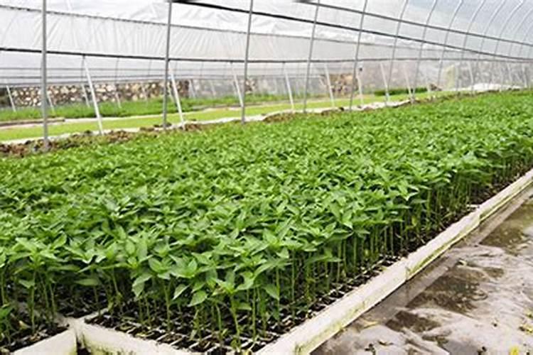 现在辣椒苗床可以打杀菌药吗有毒吗