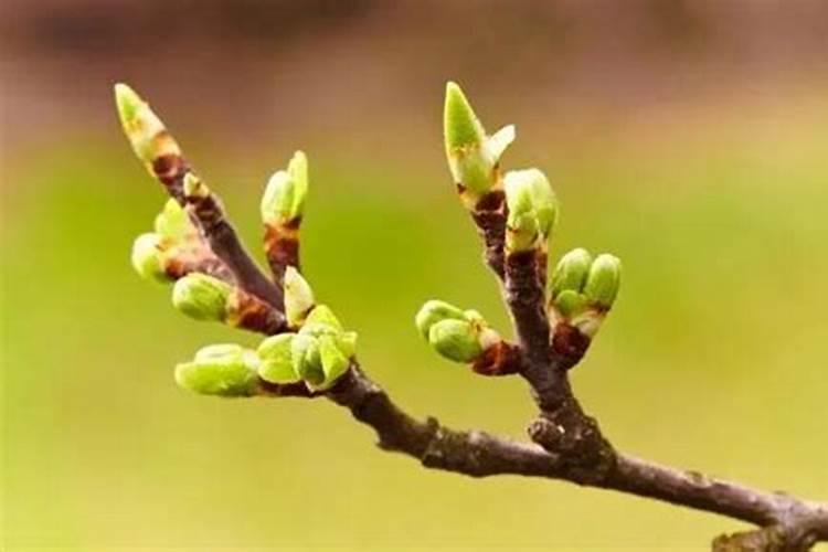 广东适合什么种植物