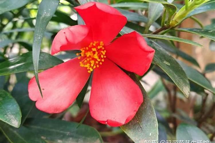 茶花开花时可以施肥吗 茶花开花时能施肥吗