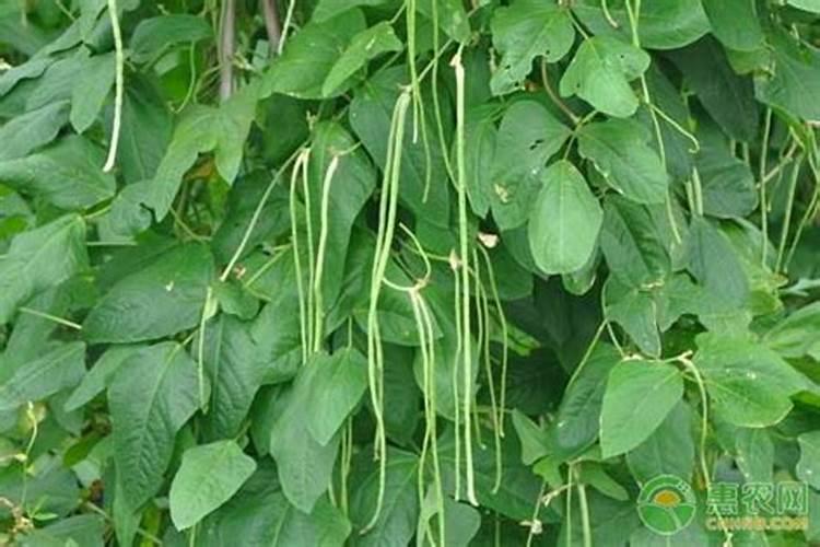 豇豆黄叶,根部有霜,茎杆烂。如图