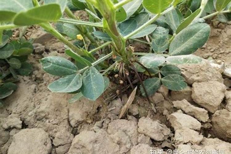 花生根结线虫病防治药物——丰农线虫毕克