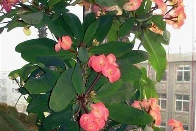 硝酸钾水溶肥能用于蓝莓种植吗？