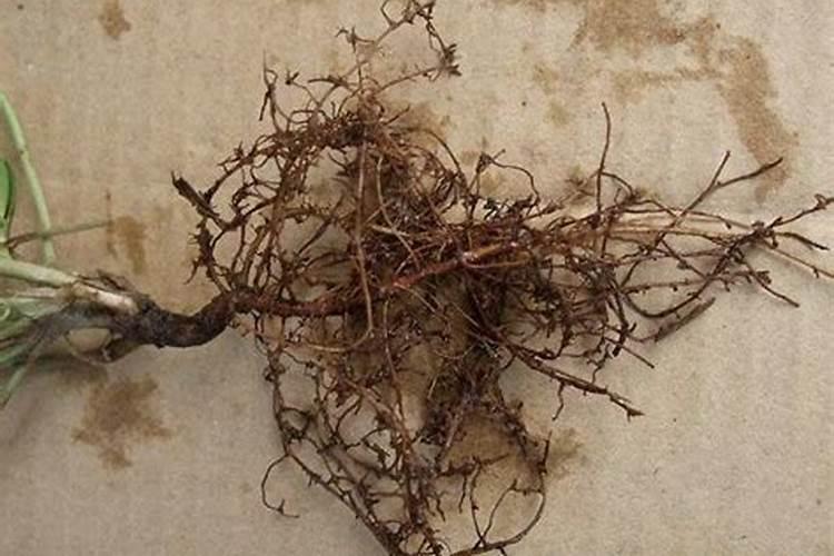 花生根结线虫病防治药物——丰农线虫毕克
