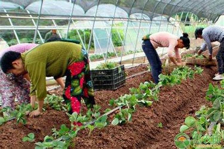 草莓得了黄萎病打什么药