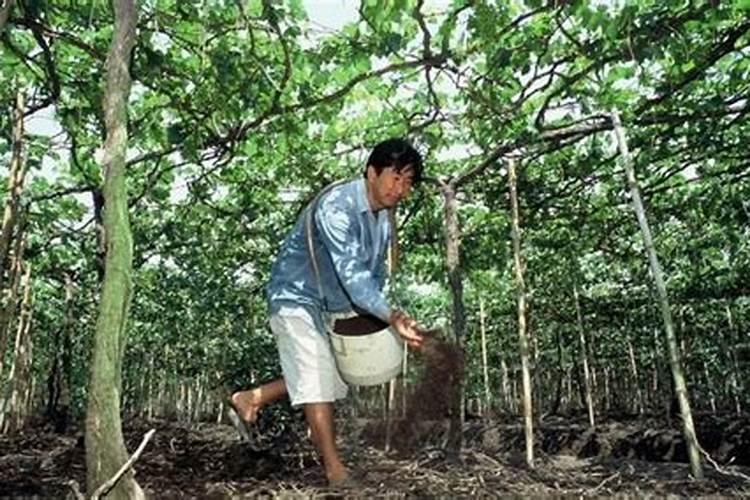 月季移栽多久施肥 月季移植后应当何时施肥？