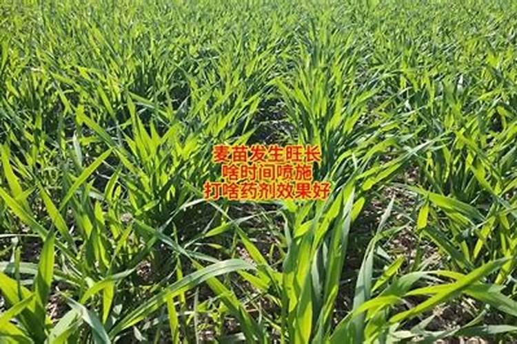 小麦分蘖期喷什么叶面肥 小麦分蘖期能打多效唑吗
