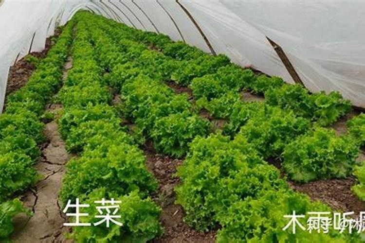 养花常用五种肥  养花用什么肥好