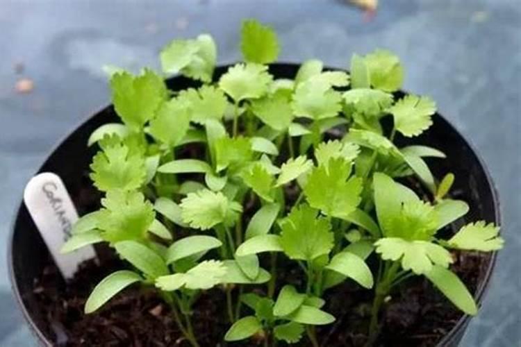 寒露过后种植香菜多少天收获？