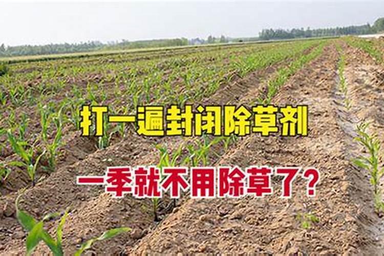 玉米扬花期高温怎么补救