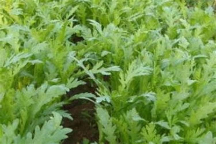 茼蒿施肥用什么肥料